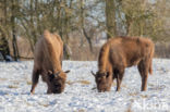 Wisent (Bison bonasus)