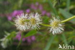 Kleine egelskop (Sparganium emersum)