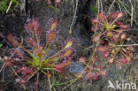 Oblong-leaved Sundew (Drosera intermedia)