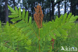 Koningsvaren (Osmunda regalis)