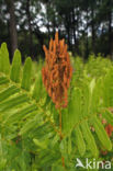 Royal Fern (Osmunda regalis)