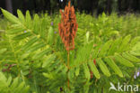 Koningsvaren (Osmunda regalis)