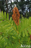 Royal Fern (Osmunda regalis)