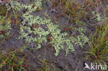 Knolrus (Juncus bulbosus)