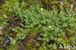 Marsh St John s wort (Hypericum elodes)