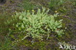 Marsh St John s wort (Hypericum elodes)