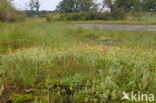 Marsh St John s wort (Hypericum elodes)