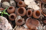 Anemonebekerzwam (Dumontinia tuberosa)