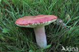 Bloedrode russula (Russula sanguinaria)