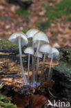 Angel s bonnet (Mycena arcangeliana)