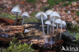 Bundelmycena (Mycena arcangeliana)