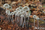 Bundelmycena (Mycena arcangeliana)