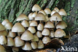 Bundelmycena (Mycena arcangeliana)