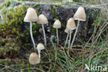 Dennenkleefsteelmycena (Mycena epipterygioides)