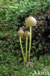 Dennenkleefsteelmycena (Mycena epipterygioides)