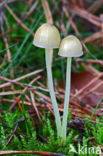 Dennenkleefsteelmycena (Mycena epipterygioides)