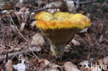 Dyer s mazegill (Phaeolus schweinitzii)