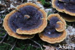 Dyer s mazegill (Phaeolus schweinitzii)