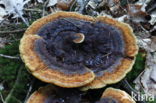 Dyer s mazegill (Phaeolus schweinitzii)