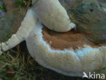 Dikrandtonderzwam (Ganoderma australe)