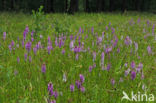 Spotted orchid (Dactylorhiza maculata)