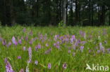 Spotted orchid (Dactylorhiza maculata)