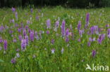 Spotted orchid (Dactylorhiza maculata)