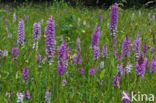 Gevlekte orchis (Dactylorhiza maculata)