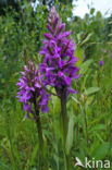 Southern Marsh-orchid (Dactylorhiza praetermissa)