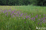 Spotted orchid (Dactylorhiza maculata)