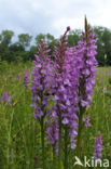 Spotted orchid (Dactylorhiza maculata)