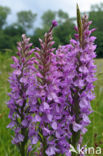 Gevlekte orchis (Dactylorhiza maculata)