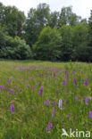 Spotted orchid (Dactylorhiza maculata)