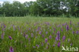 Gevlekte orchis (Dactylorhiza maculata)