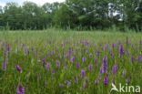 Spotted orchid (Dactylorhiza maculata)