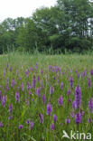 Spotted orchid (Dactylorhiza maculata)