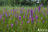 Spotted orchid (Dactylorhiza maculata)