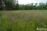 Spotted orchid (Dactylorhiza maculata)