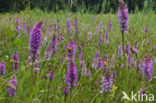 Gevlekte orchis (Dactylorhiza maculata)