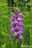 Spotted orchid (Dactylorhiza maculata)