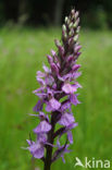 Spotted orchid (Dactylorhiza maculata)