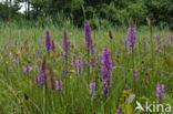 Spotted orchid (Dactylorhiza maculata)