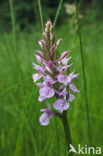 Spotted orchid (Dactylorhiza maculata)