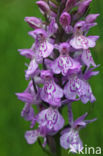 Gevlekte orchis (Dactylorhiza maculata)