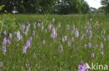Gevlekte orchis (Dactylorhiza maculata)