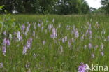 Spotted orchid (Dactylorhiza maculata)