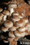 Shiitake (Lentinus edodes)