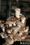 Shiitake (Lentinus edodes)