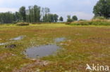 Lesser Spearwort (Ranunculus flammula)