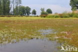 Lesser Spearwort (Ranunculus flammula)